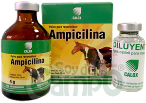 AMPICILINA CALOX