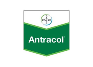 ANTRACOL
