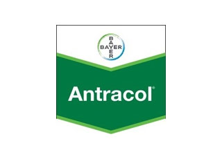 ANTRACOL