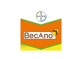 BECANO SC